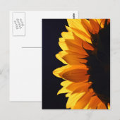Carte Postale Tournesol en studio 4 (Devant / Derrière)
