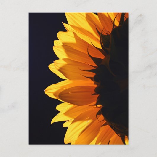 Carte Postale Tournesol en studio 4 (Devant)