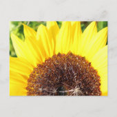 Carte Postale Tournesol Ensoleillé (Devant)