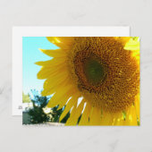 Carte postale - Tournesol et abeille (Devant / Derrière)