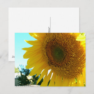 Carte postale - Tournesol et abeille