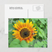 Carte Postale Tournesol et bourdon (Devant / Derrière)