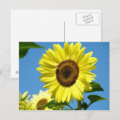 CARTE POSTALE TOURNESOL Fleurs d'été (Devant / Derrière)