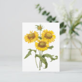 Carte Postale Tournesol floral vintage de Redoute (Debout devant)