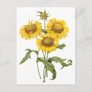 Carte Postale Tournesol floral vintage de Redoute