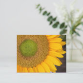 Carte postale Tournesol Flower Photocard (Debout devant)