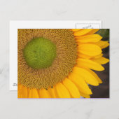 Carte postale Tournesol Flower Photocard (Devant / Derrière)