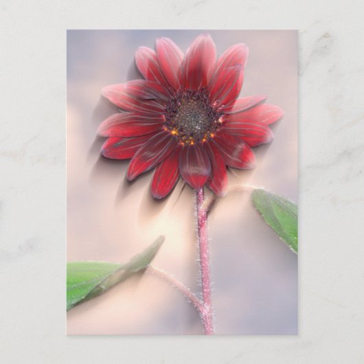 Carte Postale Tournesol hybride soufflant dans le vent (Devant)