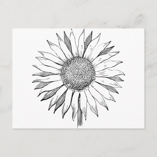 Carte Postale Tournesol illustré (Devant)