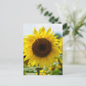 Carte postale - Tournesol isolé (Debout devant)