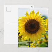 Carte postale - Tournesol isolé (Devant / Derrière)
