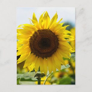 Carte postale - Tournesol isolé