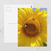Carte Postale Tournesol jaune (Devant / Derrière)