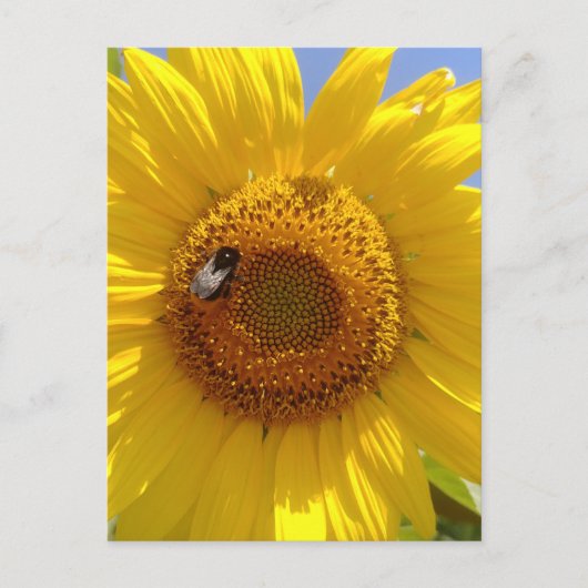 Carte Postale Tournesol jaune (Devant)
