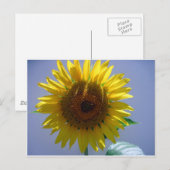 Carte Postale Tournesol jaune (Devant / Derrière)