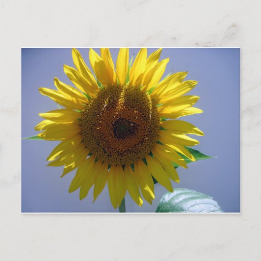 Carte Postale Tournesol jaune (Devant)