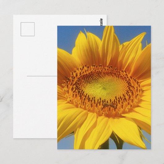 Carte Postale Tournesol jaune (Devant / Derrière)