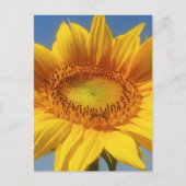 Carte Postale Tournesol jaune (Devant)