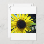 Carte Postale Tournesol jaune (Devant / Derrière)