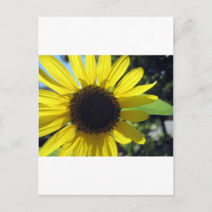 Carte Postale Tournesol jaune