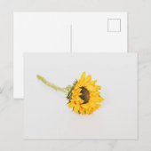 Carte Postale Tournesol jaune (Devant / Derrière)