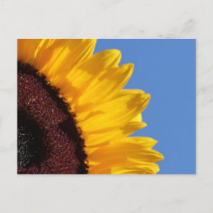 Carte Postale Tournesol jaune et ciel bleu