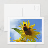 Carte Postale Tournesol jaune et papillon de l'amiral rouge (Devant / Derrière)