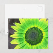 Carte Postale Tournesol jaune et vert (Devant / Derrière)