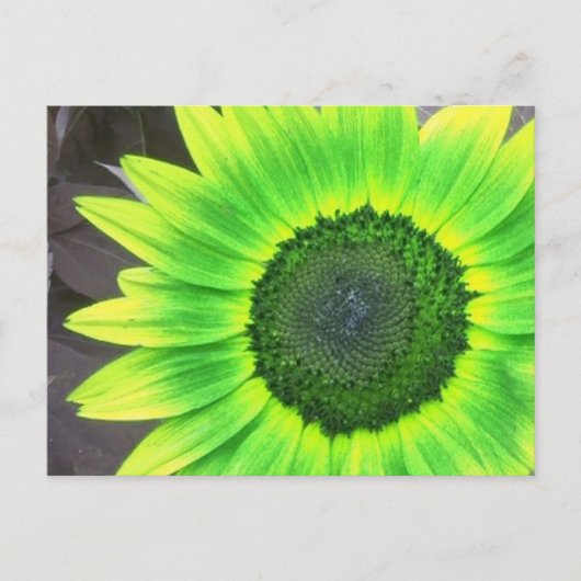 Carte Postale Tournesol jaune et vert (Devant)