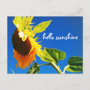 Carte Postale Tournesol Jaune Photo Hello Sunshine Script Bold