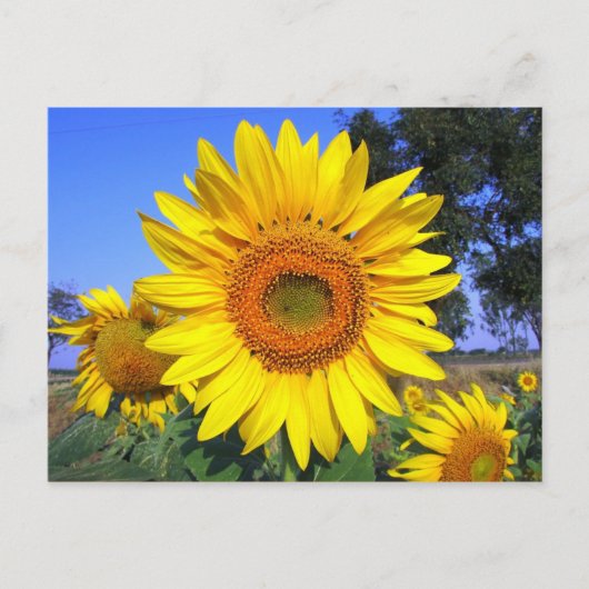 Carte Postale Tournesol Jaune-Soleil (Devant)