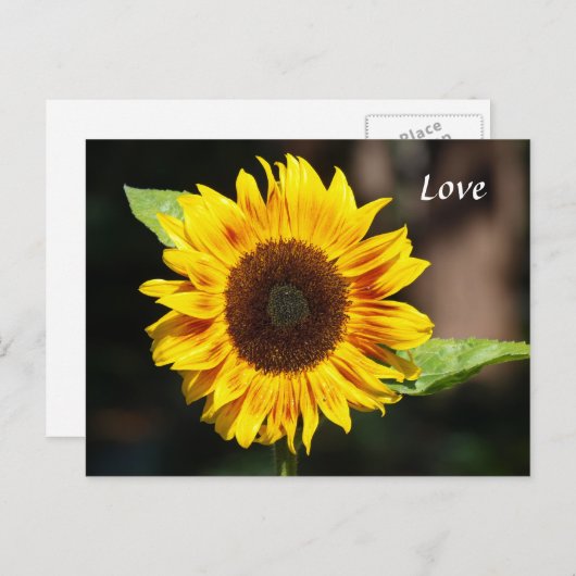 Carte Postale Tournesol jaune vif (Devant / Derrière)