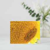 Carte Postale Tournesol - macro (Debout devant)