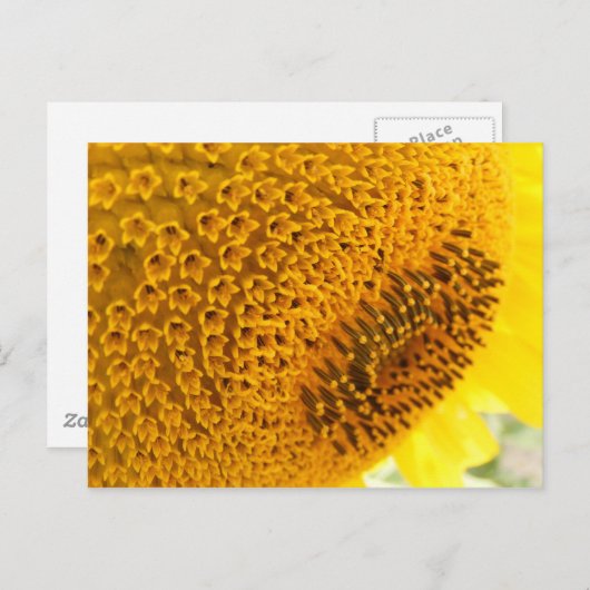 Carte Postale Tournesol - macro (Devant / Derrière)