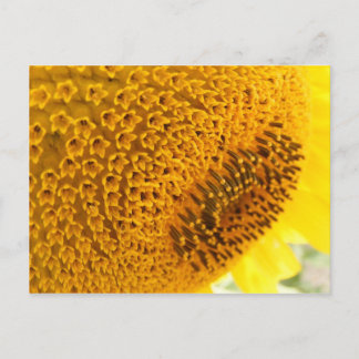 Carte Postale Tournesol - macro