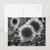 Carte postale Tournesol NB (Devant / Derrière)