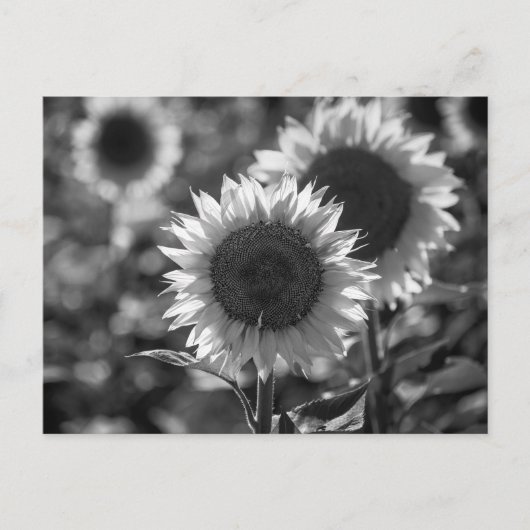 Carte postale Tournesol NB (Devant)