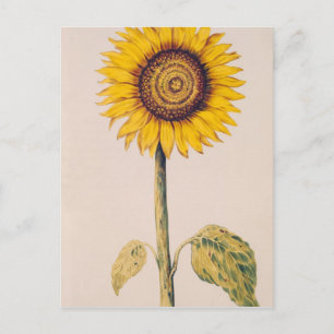 Carte Postale Tournesol ou Helianthus