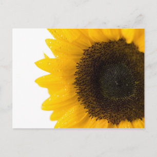 carte postale tournesol par Petr Kratochvil