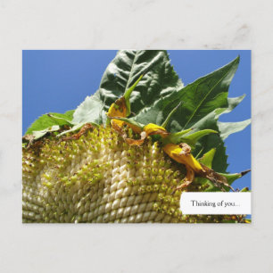 Carte postale Tournesol personnalisable