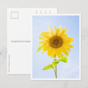 Carte Postale Tournesol Photo de Nature