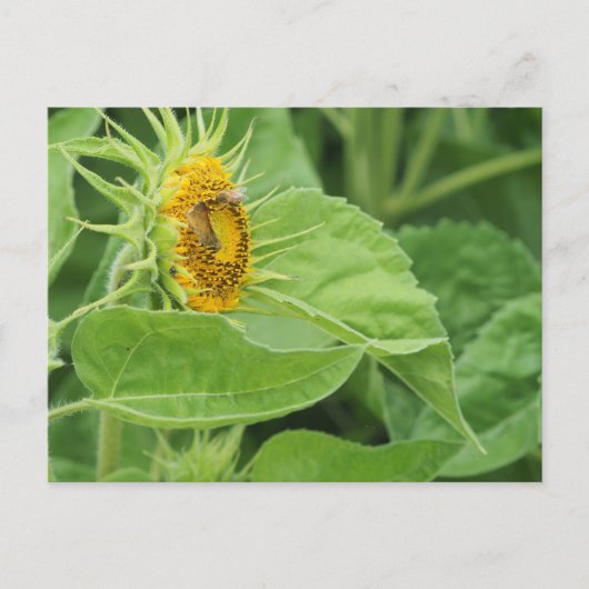 Carte Postale Tournesol pollinisant les abeilles (Devant)
