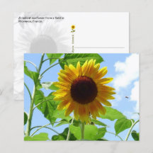 Tournesol radieux, Provence, France -