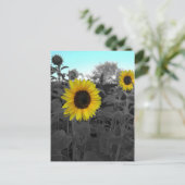 Carte Postale Tournesol recolté (Debout devant)