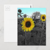 Carte Postale Tournesol recolté (Devant / Derrière)