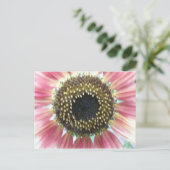 Carte postale Tournesol Rose (Debout devant)