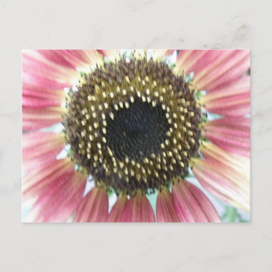 Carte postale Tournesol Rose (Devant)