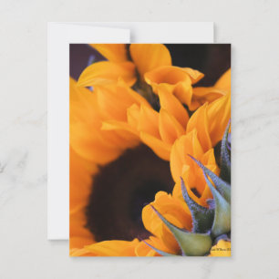 Carte Postale Tournesol Soleil d'Été