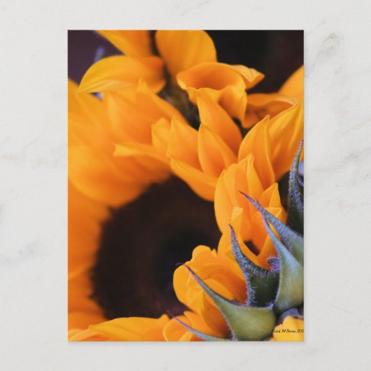 Carte Postale Tournesol Soleil d'Été (Devant)