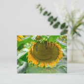 Carte Postale Tournesol souriant (Debout devant)